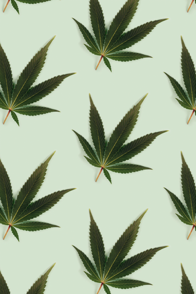 folhas de maconha