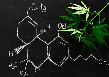 THC no organismo: quanto tempo fica e fatores influentes