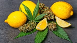 Folhas da cannabis e limão siciliano